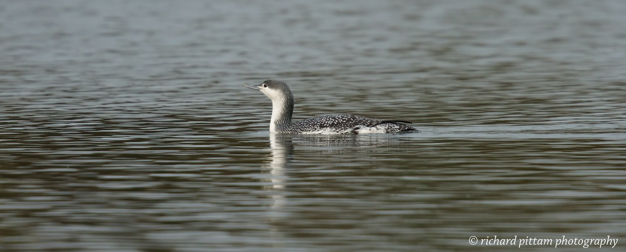Red-Throated Diver