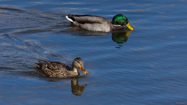 Canards colvert - Mallard duck, Québec, Canada - 9815