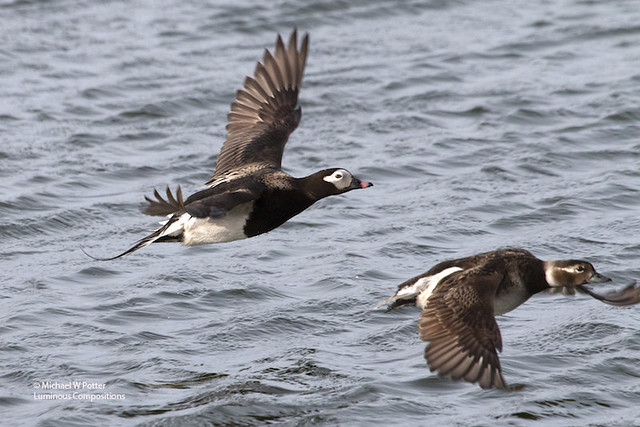 Long-tailed Duck pair in flight