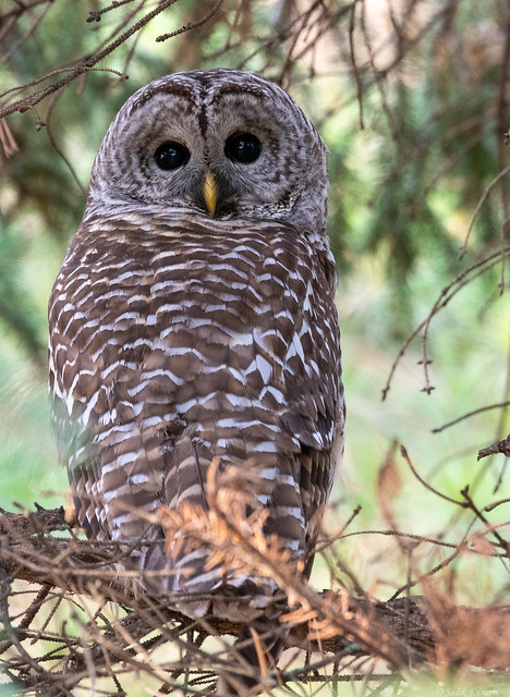Barred Owl, 1 of 2, Backside.