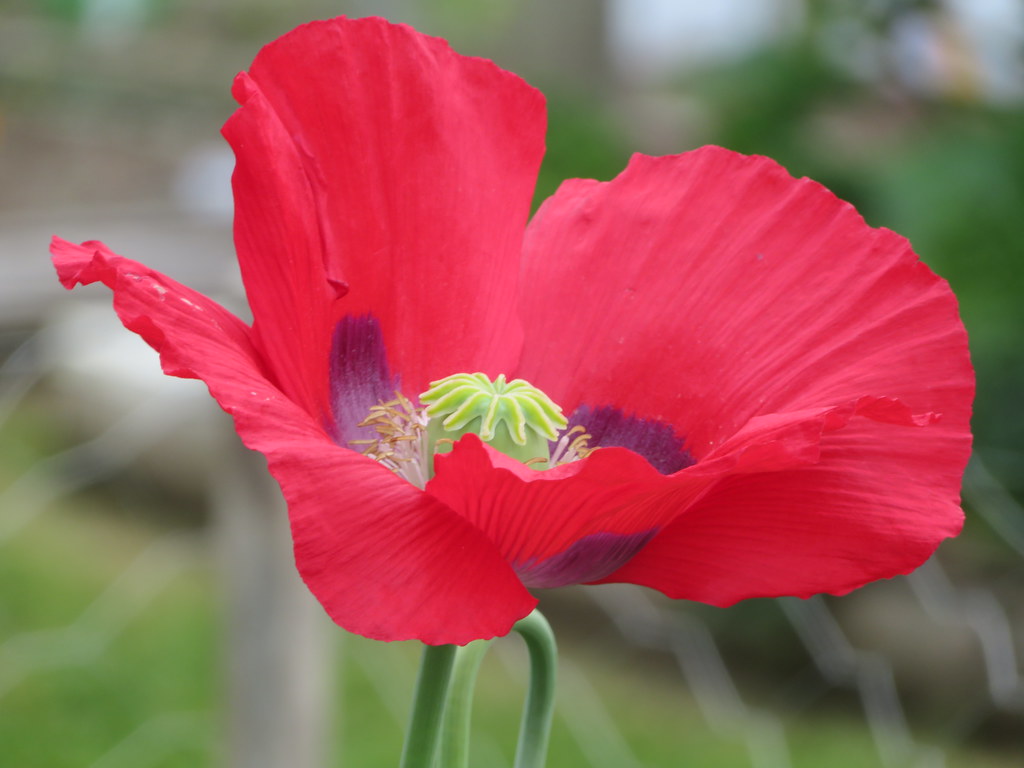 A Poppy to reminds us that tomorrow is Rembrance Day.