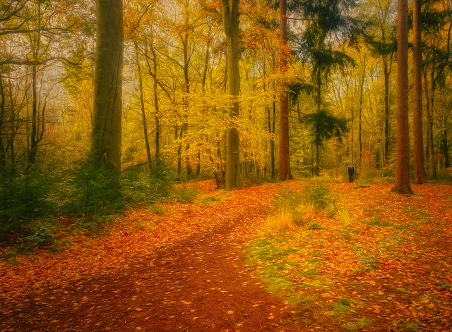 Walking in Tillegem wood
