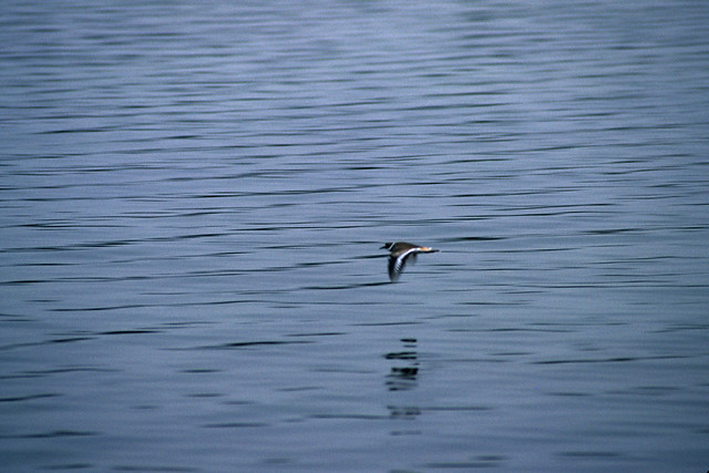 Steepbank 13: Bird in Flight
