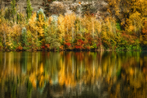 trees bäume lake see floodedgravelpit baggersee vinyard weinberg reflection spiegelung landscape landschaft erlabrunn fall herbst autumn