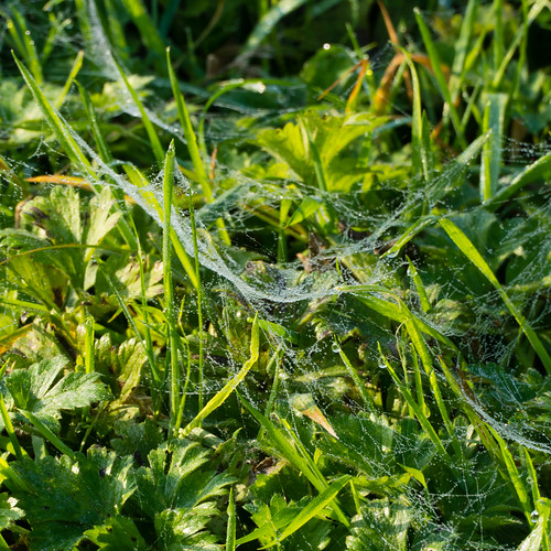 Sheet webs, heavy dew