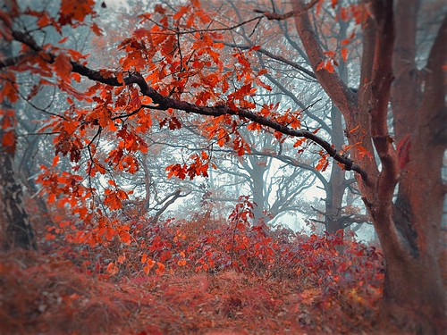 英国 foggy misty autumn falls traveltuesday travelbloggers travelphoto travelphotography travel naturephoto naturelovers naturephotography nature landscapephotography landscape england burntwood gentleshawcommon