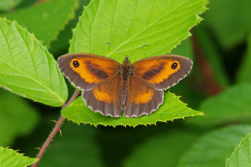 cambridgeshire pyroniatithonus waresleywood butterfly gatekeeper insect nature wild wildlife
