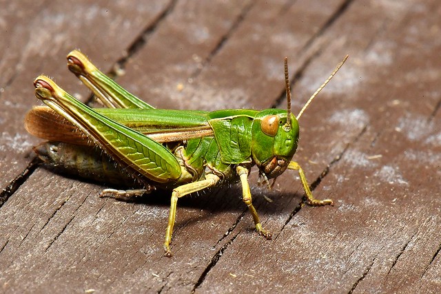38 Grasshopper