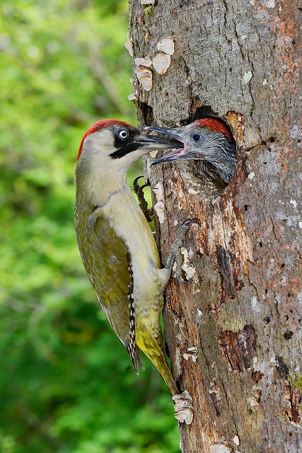 20 Green Woodpecker Feeding Youngster