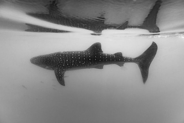Whale shark - Requin baleine (Rhincodon typus)