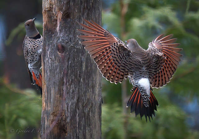 Northern Flickers, red-shafted females
