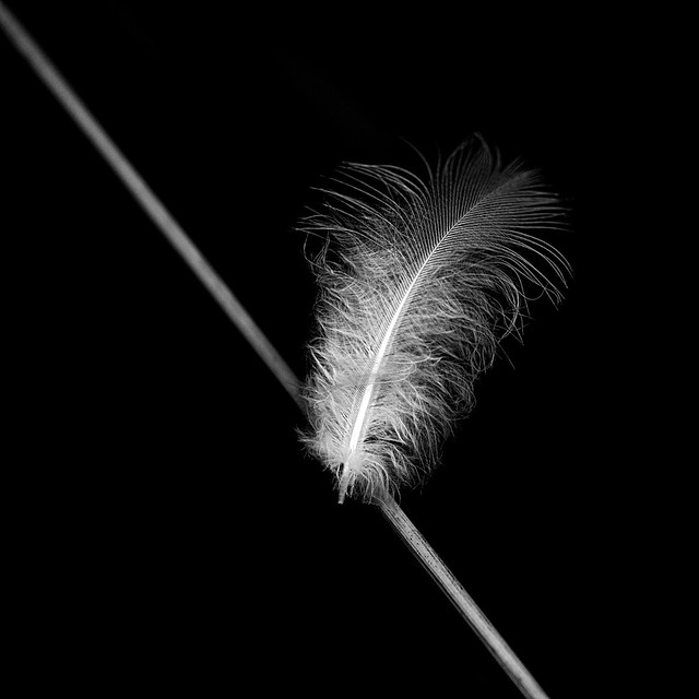 A Small Feather in the Hedgrow.