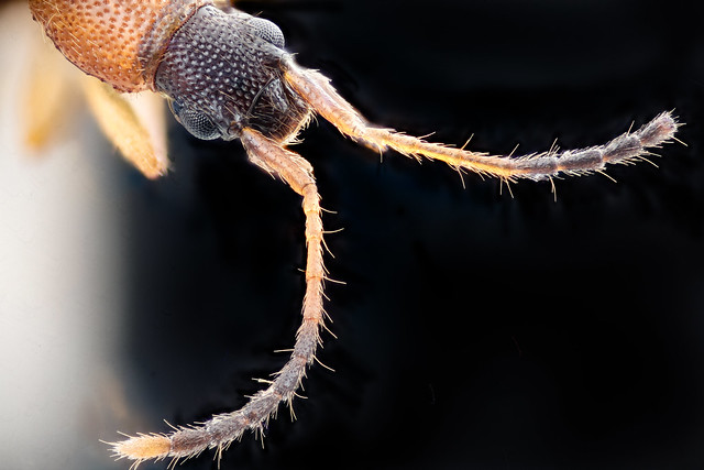 long beetle, top of head_2020-11-02-18.43.14 ZS PMax UDR