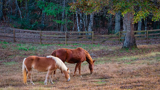 _Mountain Ranch Horses-8657