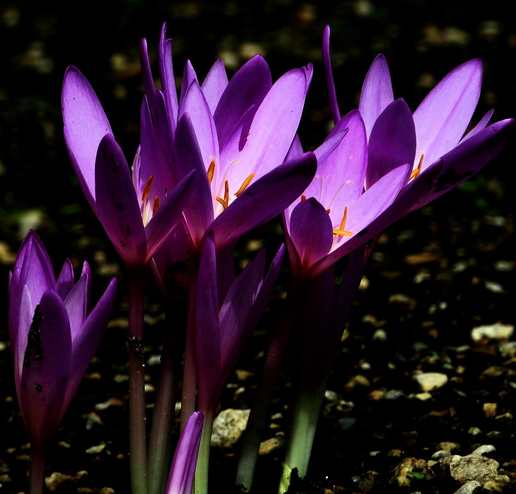 Purple Wildflowers Glowing in the Sun