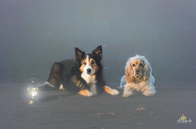 Elli und Lola inmitten des morgendlichen Nebels