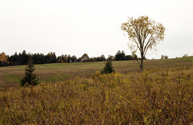 Tree in the Field October 2020
