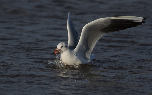 gull fishing feeding sea coast wildlife nature