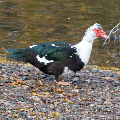 Muscovy by the shore, Perton