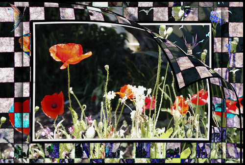 poppies poppy canon eos450d spe smartphotoeditor photoshop picmonkey fantasy