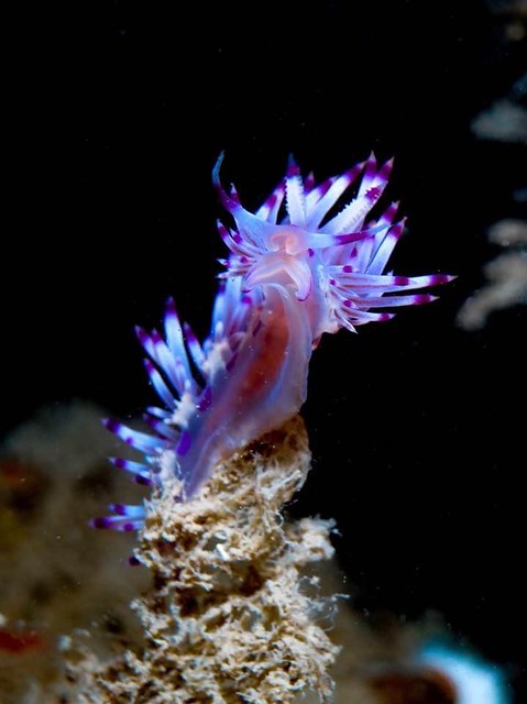 Nudibranch in Malaysia's Perhentian Island - photography credit  Kathleen Ng