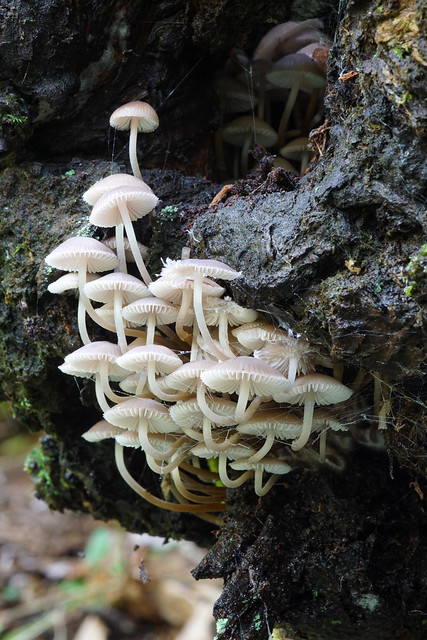 Close up of mushrooms mycena