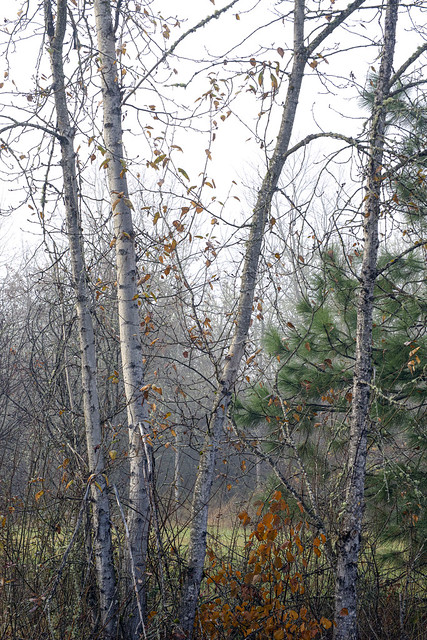 Autumn Birches at Willow Creek