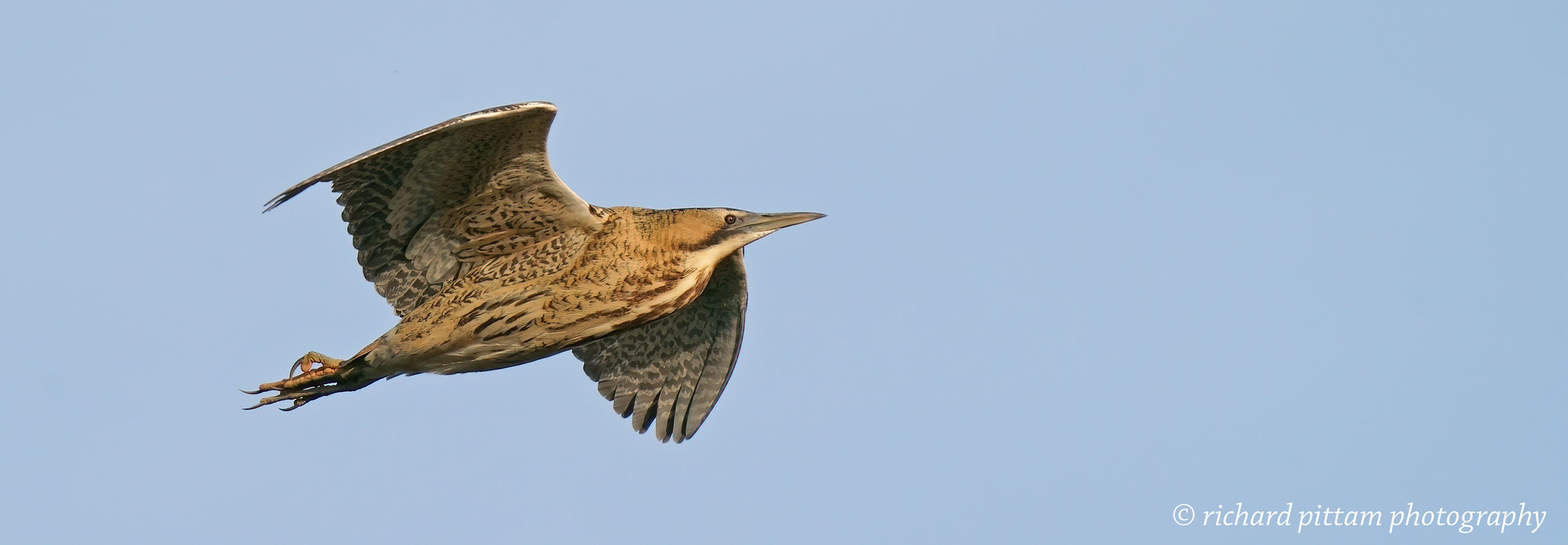Bittern - I had a lucky 10 seconds to snatch these chance shots