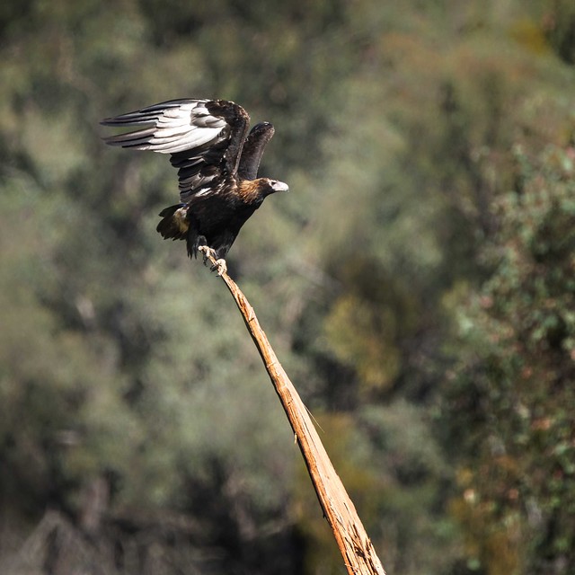 Wedge-tail Eagle Launch