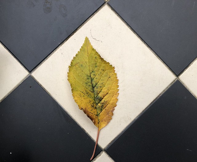 a fallen leaf (317/366)