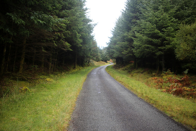 The road to Arnisdale through woodland