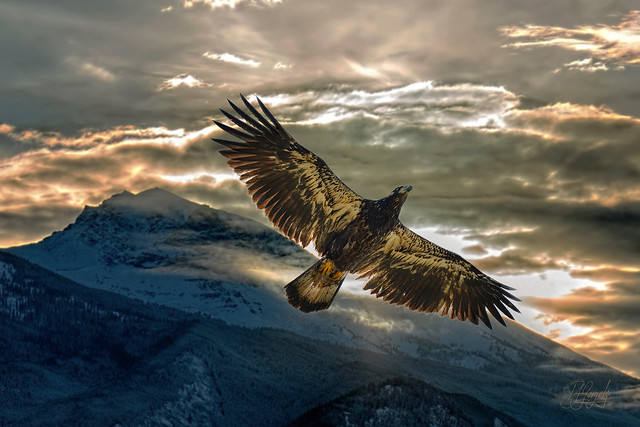 Eagle at Sunrise (20120721-141804-PJG+)