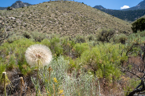 vegetation westernsalsify copyspace desert sawtoothmountains seedling flower idaho highdesert hills dandelion fluffy head sagebrush seed large giant puff weed