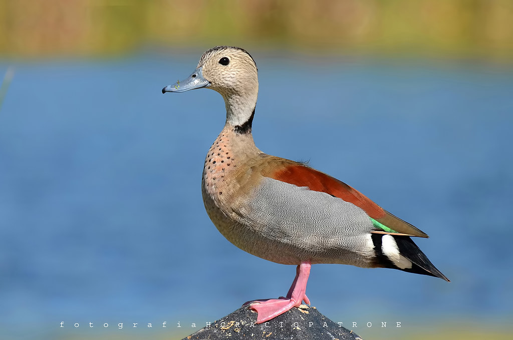 PATO DE COLLAR..( Callonetta leucophrys - Ringed teal ) toma en RESERVA ECOLOGICA COSTANERA SUR.RECS.Argentina -Buenos Aires .