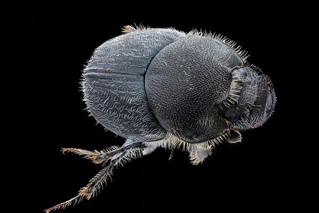 Dung beetle, back, Beltsville Airport_2020-11-04-16.19.17 ZS PMax UDR