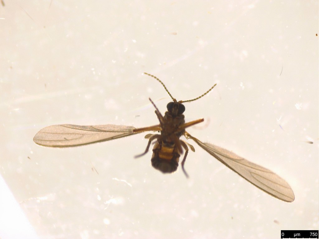 12b - Diptera sp.