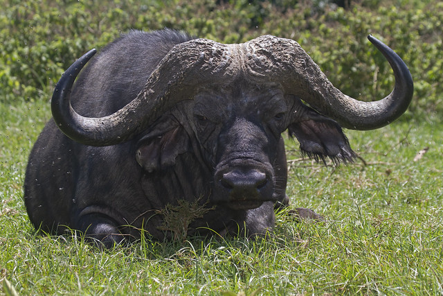 African (Cape) Buffalo