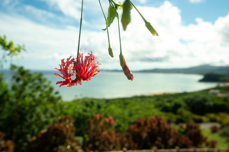 南の島の花