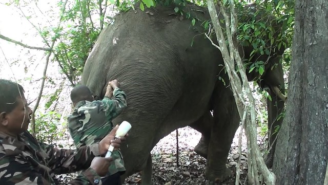 Animals faith in Humanity! - Wild elephant treated for infected injuries