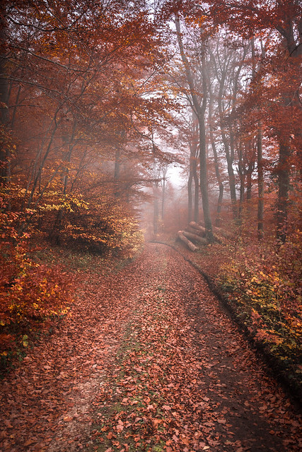 Autumn path