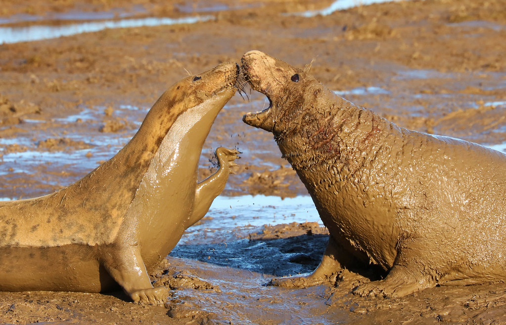 Grey Seals mating behaviour | Grey Seals - Halichoerus grypu… | Flickr