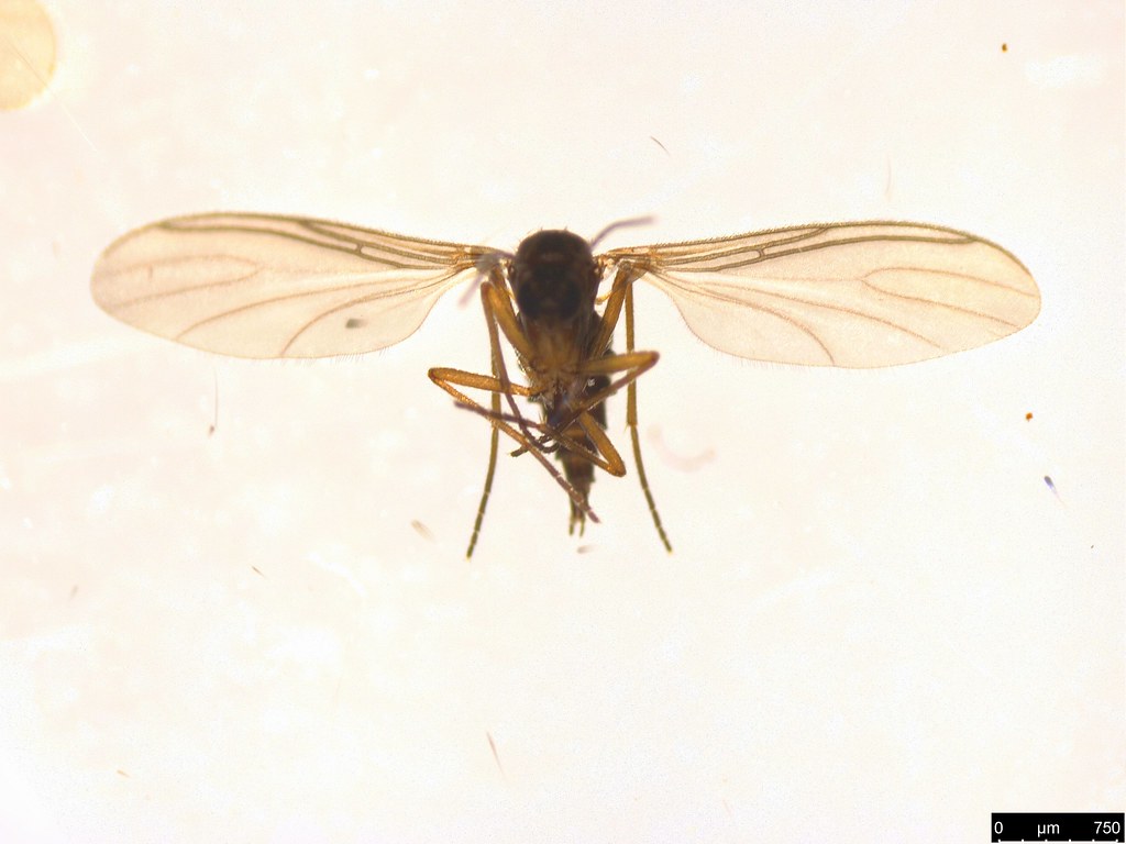 12a - Diptera sp.