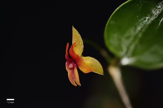 Lepanthes domingensis | by F.K. Pictures