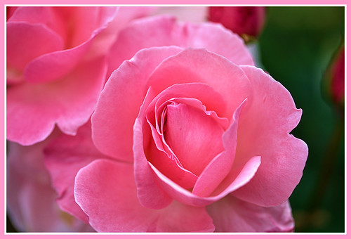 rose pink pinkrose floribunda floribundarose floribundapinkrose queenelizabeth queenelizabethfloribundarose queenelizabethrose