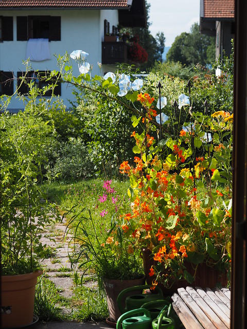 Sommer Garten Blumen © Summer Garden Flowers ©