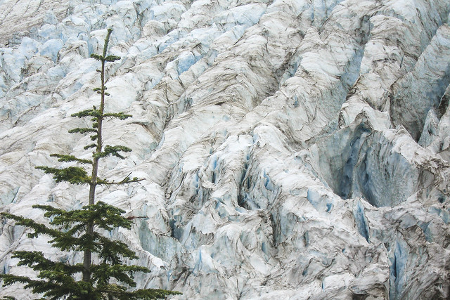 Coleman Glacier from the Heliotrope Ridge Trail