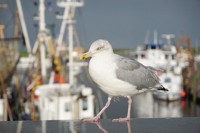 posing seagull at the port