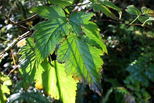 Salmonberry leaf in a sunbeam