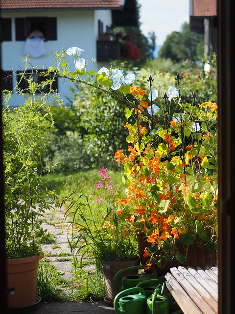 Sommer Garten Blumen Kappuzinerkresse © Summer Garden Flowers Nasturtium ©