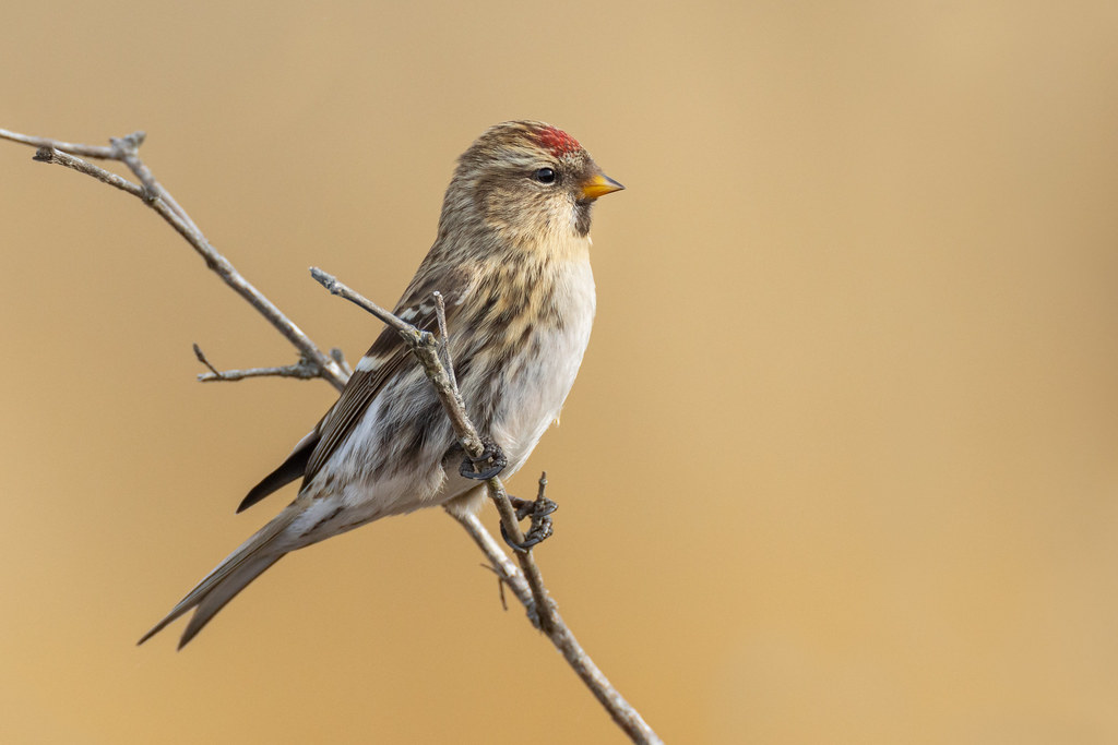 Winter finches on the move ... Common Redpoll | Acanthis flammea flammea | Sizerin flammé in Prince Edward County